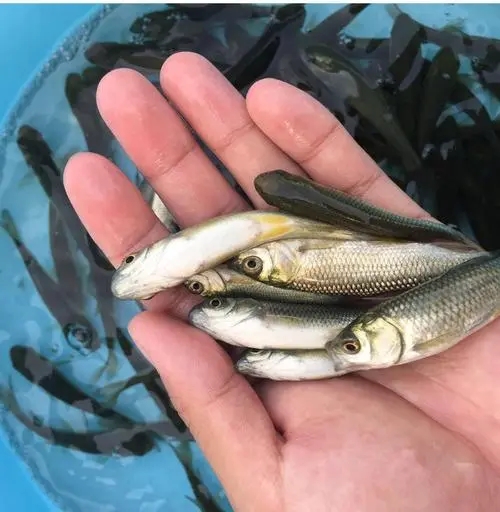 �t�~(y��)���彭�~(y��)��