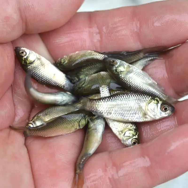 �a�~(y��)�~(y��)��