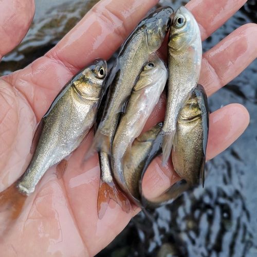 �����~(y��)�~(y��)��