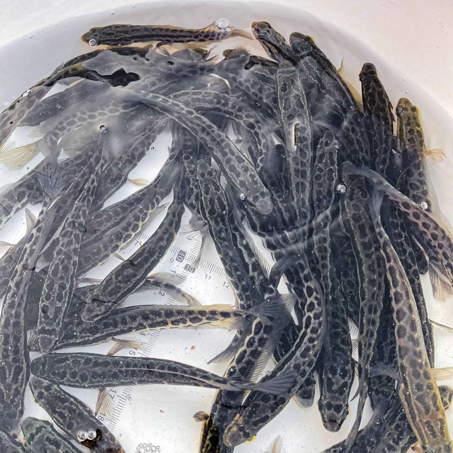 ���~�~��