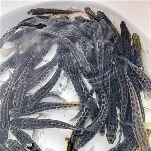 src=http___img.alicdn.com_i3_2211481898687_O1CN017jN1UL2E2hKJ1AuCS_!!2211481898687.jpg&refer=http___img.alicdn.webp.jpg src=http___img.alicdn.com_i3_2211481898687_O1CN017jN1UL2E2hKJ1AuCS_!!2211481898687.jpg&refer=http___img.alicdn.webp.jpg