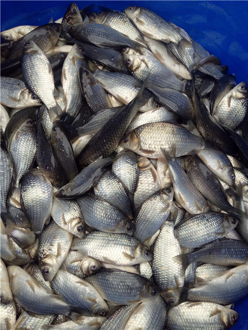 src=http___image.cnhnb.com_image_jpg_head_2018_01_29_03e87bee2bf9469f82b4052c7305819f.jpg&refer=http___image.cnhnb.webp.jpg src=http___image.cnhnb.com_image_jpg_head_2018_01_29_03e87bee2bf9469f82b4052c7305819f.jpg&refer=http___image.cnhnb.webp.jpg